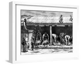 Sheep Shearing, Australia, 1886-A Sirouy-Framed Giclee Print