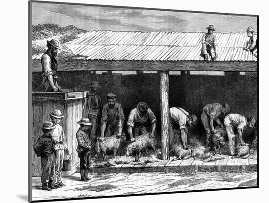 Sheep Shearing, Australia, 1886-A Sirouy-Mounted Giclee Print