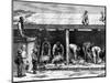 Sheep Shearing, Australia, 1886-A Sirouy-Mounted Giclee Print