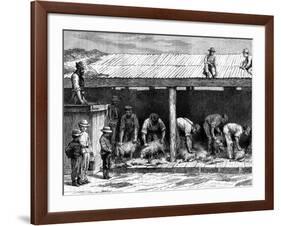 Sheep Shearing, Australia, 1886-A Sirouy-Framed Giclee Print