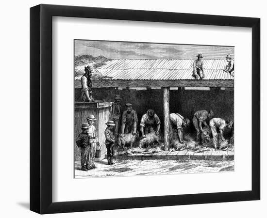 Sheep Shearing, Australia, 1886-A Sirouy-Framed Premium Giclee Print