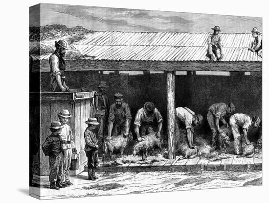 Sheep Shearing, Australia, 1886-A Sirouy-Stretched Canvas