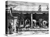 Sheep Shearing, Australia, 1886-A Sirouy-Stretched Canvas