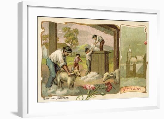 Sheep Shearing, Australia-null-Framed Giclee Print