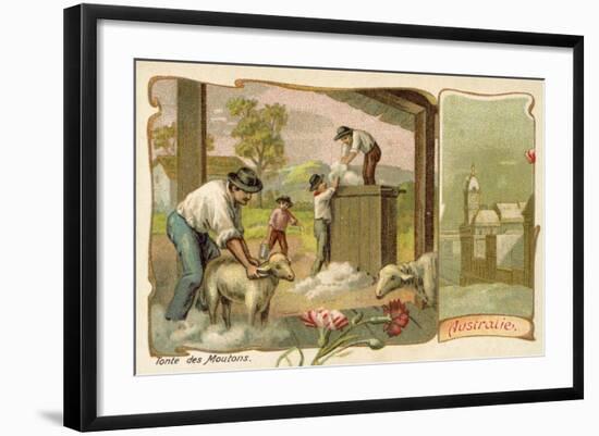 Sheep Shearing, Australia-null-Framed Giclee Print