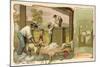 Sheep Shearing, Australia-null-Mounted Giclee Print