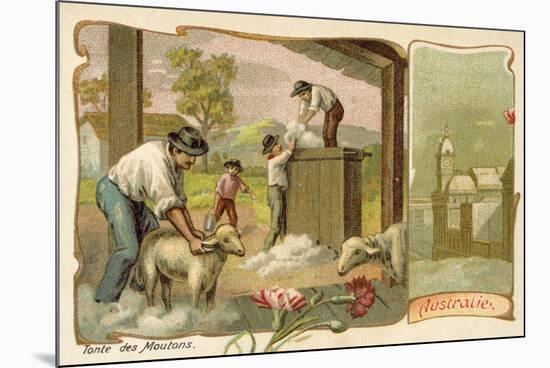 Sheep Shearing, Australia-null-Mounted Giclee Print