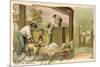 Sheep Shearing, Australia-null-Mounted Giclee Print