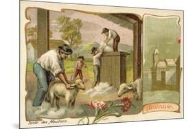 Sheep Shearing, Australia-null-Mounted Giclee Print