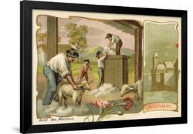 Sheep Shearing, Australia-null-Framed Giclee Print