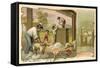 Sheep Shearing, Australia-null-Framed Stretched Canvas