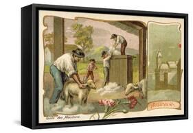 Sheep Shearing, Australia-null-Framed Stretched Canvas