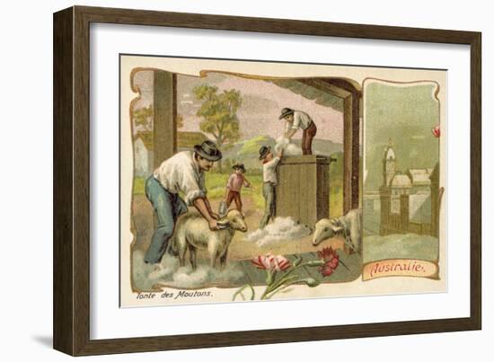 Sheep Shearing, Australia-null-Framed Giclee Print