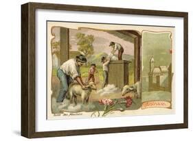 Sheep Shearing, Australia-null-Framed Giclee Print