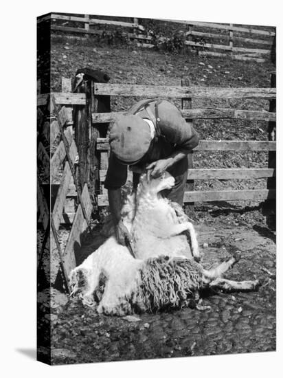 Sheep Shearing in Scotland at the End of May-Fred Musto-Stretched Canvas