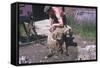 Sheep Shearing-null-Framed Stretched Canvas