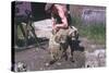 Sheep Shearing-null-Stretched Canvas
