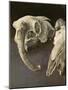 Sheep Skulls, 2001-Vincent Yorke-Mounted Giclee Print