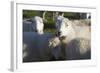 Sheep, Snowdonia, Wales, UK-Peter Adams-Framed Photographic Print