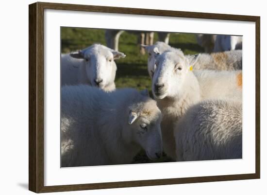 Sheep, Snowdonia, Wales, UK-Peter Adams-Framed Photographic Print