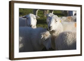 Sheep, Snowdonia, Wales, UK-Peter Adams-Framed Photographic Print