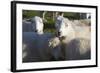 Sheep, Snowdonia, Wales, UK-Peter Adams-Framed Photographic Print