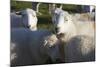 Sheep, Snowdonia, Wales, UK-Peter Adams-Mounted Photographic Print