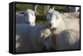 Sheep, Snowdonia, Wales, UK-Peter Adams-Framed Stretched Canvas