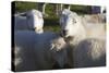 Sheep, Snowdonia, Wales, UK-Peter Adams-Stretched Canvas