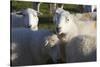 Sheep, Snowdonia, Wales, UK-Peter Adams-Stretched Canvas