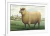 Sheep, Southdown Wether-null-Framed Premium Giclee Print