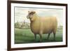 Sheep, Southdown Wether-null-Framed Premium Giclee Print