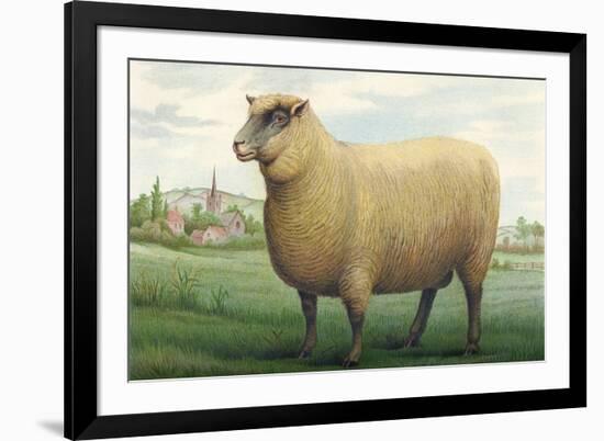 Sheep, Southdown Wether-null-Framed Premium Giclee Print