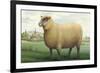 Sheep, Southdown Wether-null-Framed Premium Giclee Print