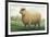 Sheep, Southdown Wether-null-Framed Premium Giclee Print