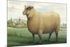 Sheep, Southdown Wether-null-Mounted Premium Giclee Print