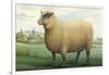 Sheep, Southdown Wether-null-Framed Art Print