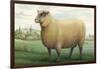 Sheep, Southdown Wether-null-Framed Art Print