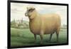 Sheep, Southdown Wether-null-Framed Art Print