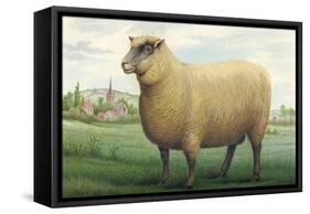 Sheep, Southdown Wether-null-Framed Stretched Canvas