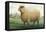 Sheep, Southdown Wether-null-Framed Stretched Canvas