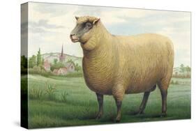 Sheep, Southdown Wether-null-Stretched Canvas