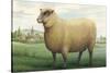 Sheep, Southdown Wether-null-Stretched Canvas