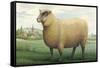 Sheep, Southdown Wether-null-Framed Stretched Canvas