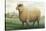 Sheep, Southdown Wether-null-Stretched Canvas