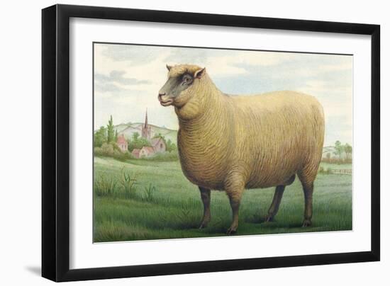 Sheep, Southdown Wether-null-Framed Art Print