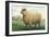 Sheep, Southdown Wether-null-Framed Art Print