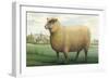 Sheep, Southdown Wether-null-Framed Art Print