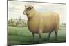 Sheep, Southdown Wether-null-Mounted Art Print