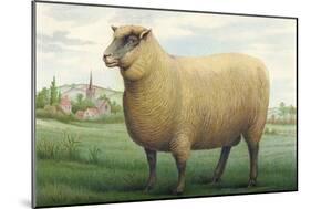 Sheep, Southdown Wether-null-Mounted Art Print